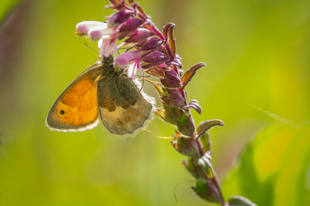 Small Heath