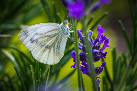 Small White