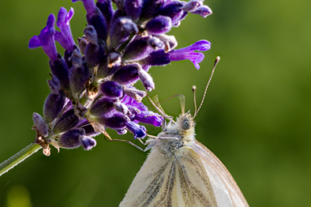 K5AB0977-Edit.jpg