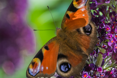 Peacock