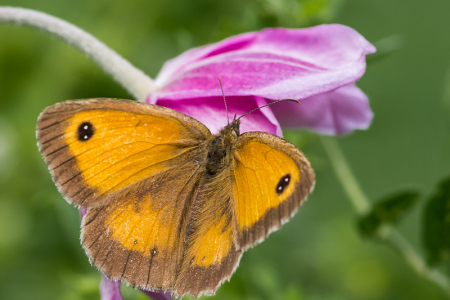 Gatekeeper