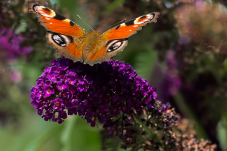 Peacock on Buddleia