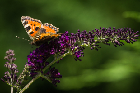 Smll Tortoiseshell