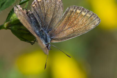 Common Blue (Female)
