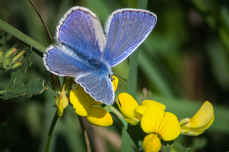 Common Blue
