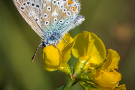 Common Blue