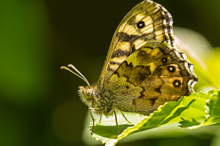 Speckled Wood