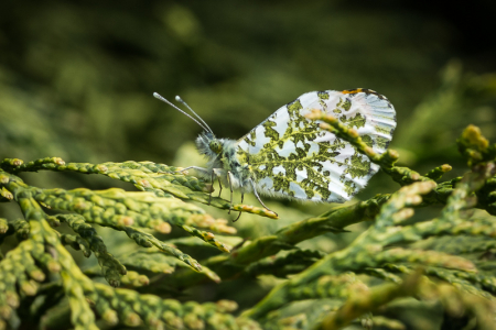 Orange Tip