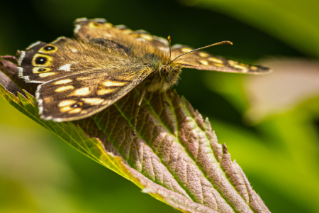 Speckled Wood
