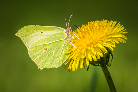 Brimstone on Dandelion