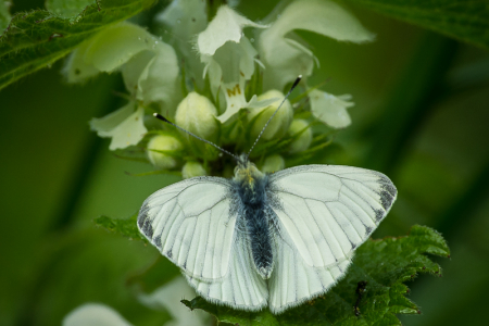 Green-veined White on a Nettle