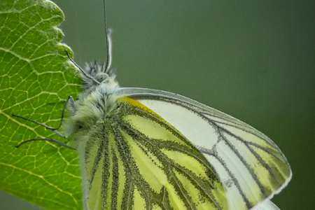 Green-veined White