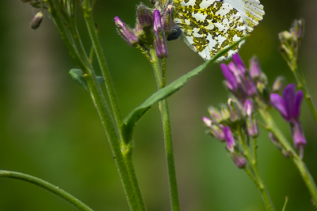 Orange Tip female