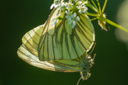 Green-veined Whites