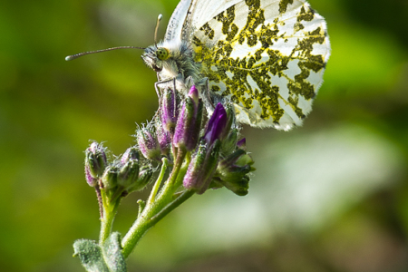 Orange Tip (Female)