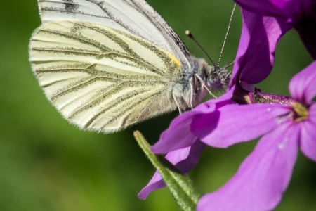 Green-veined White