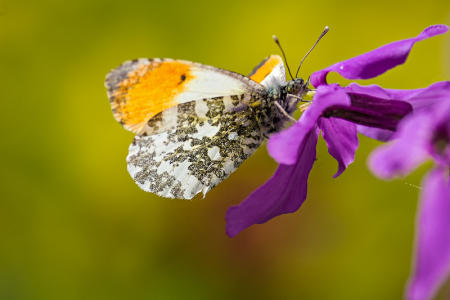 Orange Tip (Male)