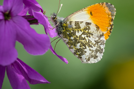 Orange Tip (Male)