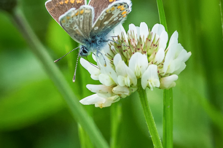 Brown Argus?