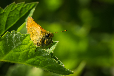 Large Skipper