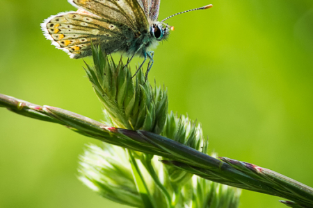 Brown Argus or female Common Blue