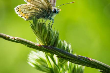 Brown Argus