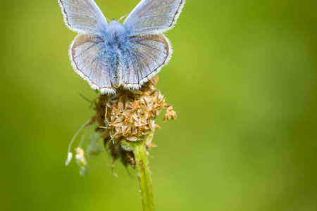 Common Blue (male)