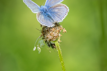 Common Blue male