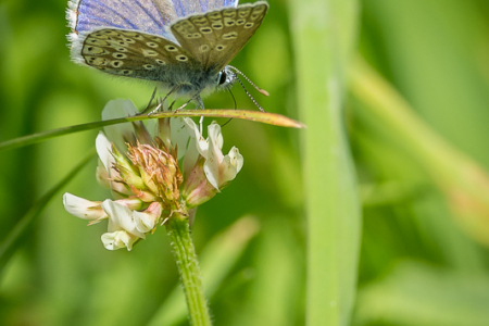 Common Blue male