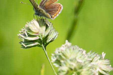 Brown Argus