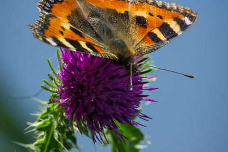 Small Tortoiseshel