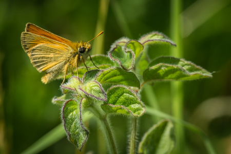 Small Skipper