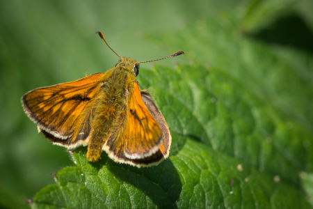 Large Skipper