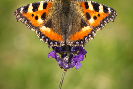 Small Tortoiseshell