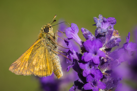 Large Skipper