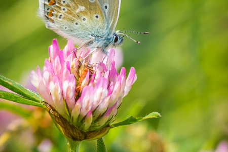 Common Blue (male)
