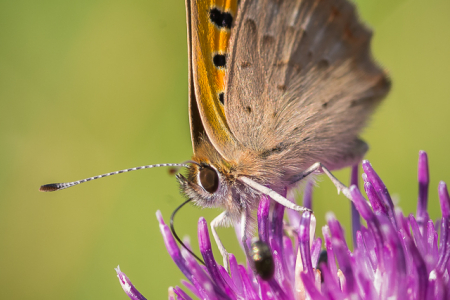 Small Copper