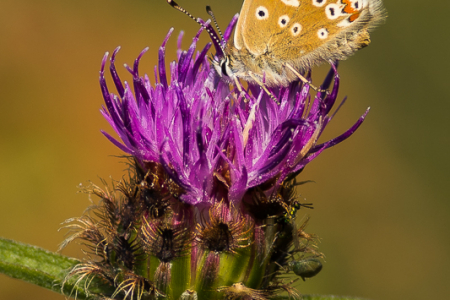 Brown Argus