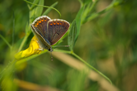 Brown Argus