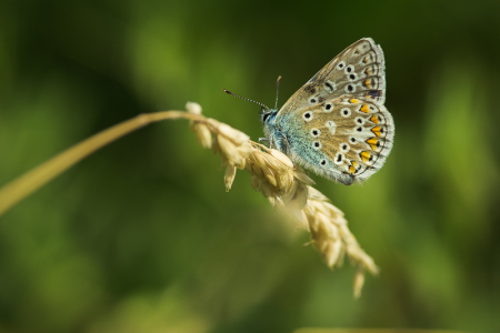 Common Blue