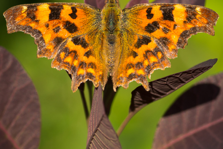 Comma on Smoke Bush