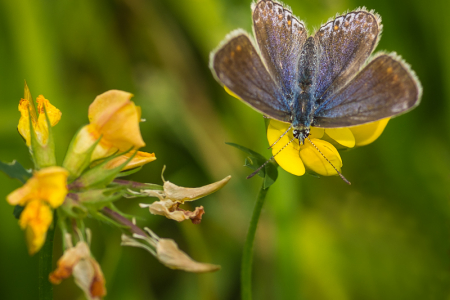 Common Blue (female)