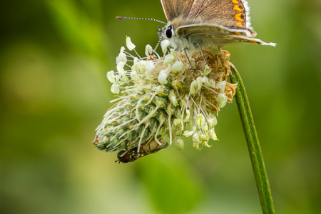 Brown Argus