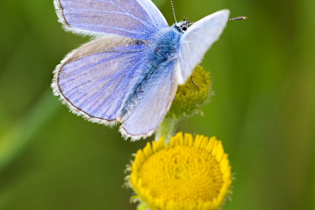 Common Blue