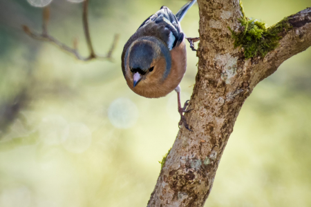 Male Chaffinch