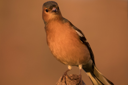 Cheeky Chaffinch
