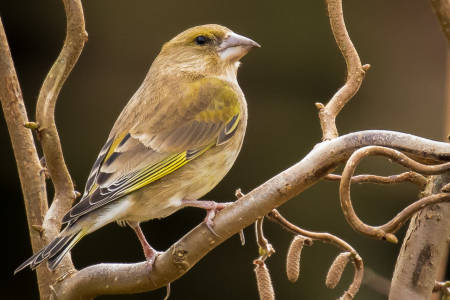 Greenfinch on Corkscrew Hazel