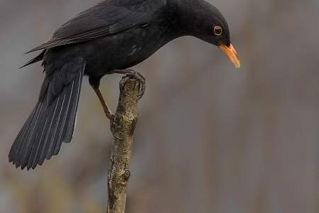 Blackbird