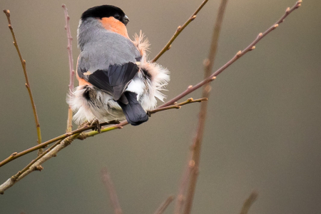 Bullfinch on a windy day