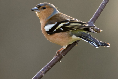Chaffinch
